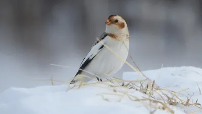 Зимняя съемка птиц Урала