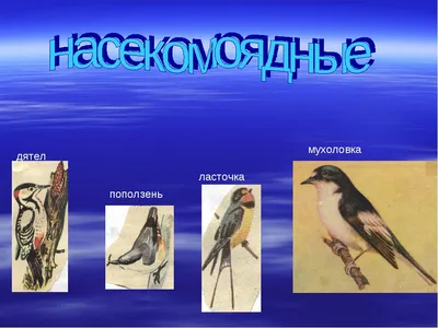 Фотографии разнообразных видов птиц Урала в их естественной среде обитания, доступные для скачивания в разных форматах (jpg, png, webp)