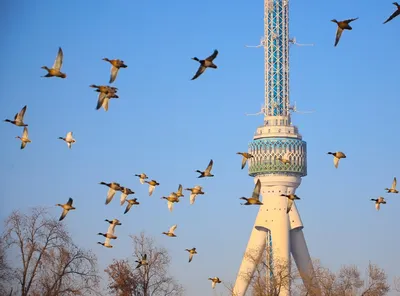 Фото птиц Узбекистана в jpg формате: закачайте высокое качество