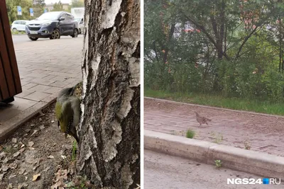 Увлекательные снимки птиц в городской атмосфере