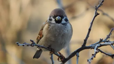 Фотографическое искусство: воробьи в кадре