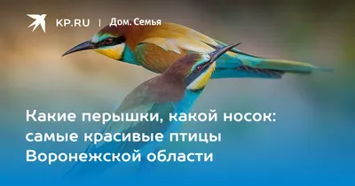 Фотографии различных видов птиц воронежской области в формате jpg