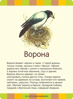 Птицы восточной Сибири на фото: разнообразные форматы и размеры