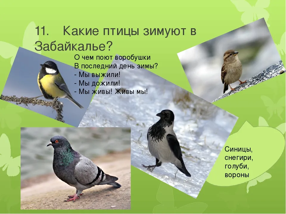 Перелетные птицы забайкалья. Зимующие птицы Забайкальского края. Зимующие птицы Забайкалья. Птицы живущие в Забайкалье. Птицы которые зимуют в Забайкалье.