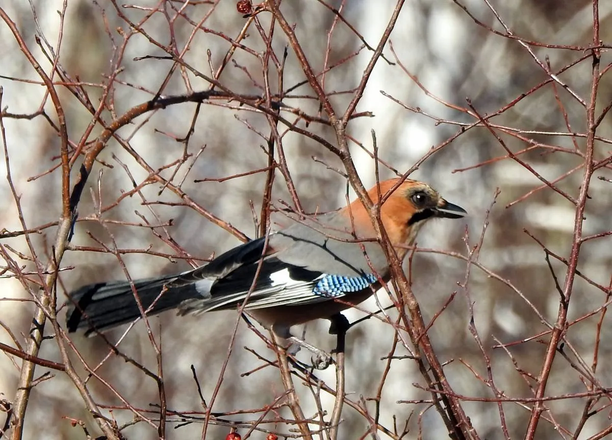 Сойка garrulus glandarius. Птица Сойка Сибирская. Сойка птица Забайкалья. Лесная сорока ронжа.