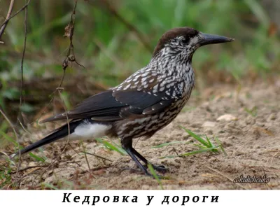 Птицы западной Сибири: мистические создания на снимках