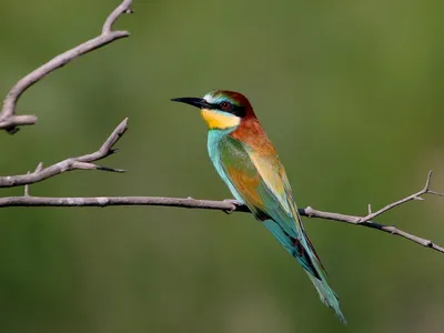 Потрясающий птичий рай: Фото галерея птиц Зауралья