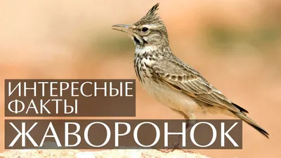 Фотка жаворонка для любителей птиц