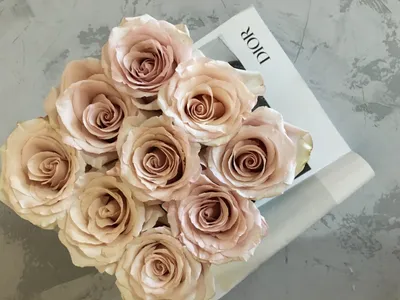 Пудровые розы: нежное изображение
