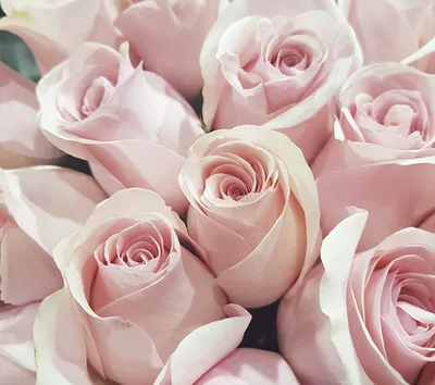 Пудровые розы на фото: выберите размер