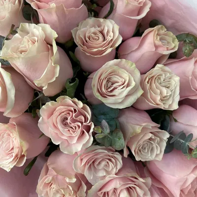 Розовая красота: фотография пудровых роз