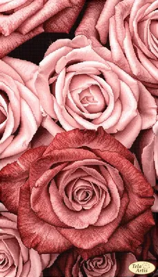 Фото пудровых роз: сохраните в jpg, png или webp