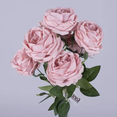 Картина пудровых роз: сохраните в jpg, png или webp