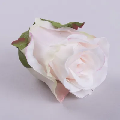 Изображение пудровых роз: разные варианты формата