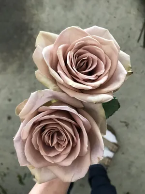 Фотография пудровых роз: сохраните в нужном формате