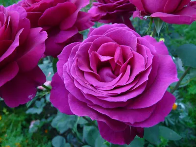 Пурпурная роза в формате jpg - выберите свой размер