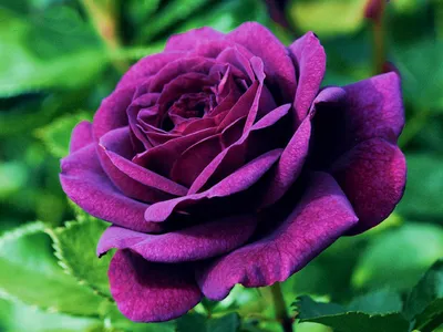 Волшебная пурпурная роза: загрузка png