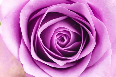 Картина природы: изображение пурпурной розы в png