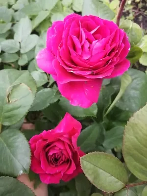 Фотография пурпурной розы для скачивания