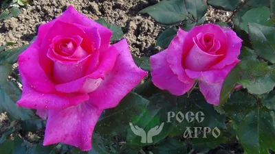 Пурпурная роза - взгляд в природу: png формат