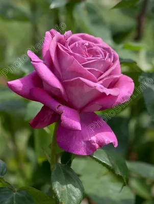 Удивительное изображение пурпурной розы: webp