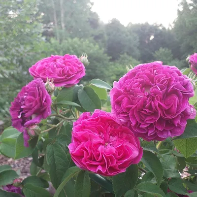 Фото пурпурной розы - олицетворение красоты