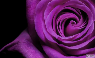 Фото прекрасной пурпурной розы в формате webp