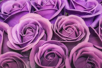 Роза в пурпурном обрамлении: jpg