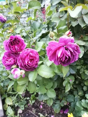 Пурпурная роза: изображение в png формате