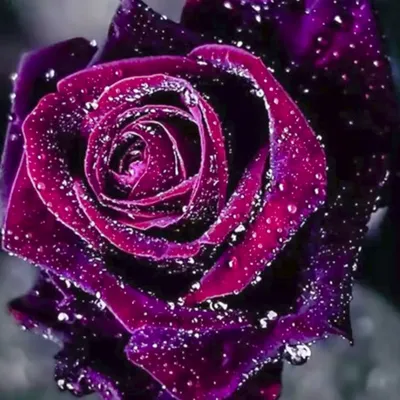 Фотография пурпурной розы в стиле webp
