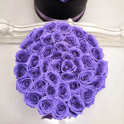 Фотка пурпурной розы - воплощение эстетики