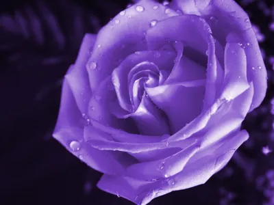 Пурпурная роза на фото: доступные размеры в jpg