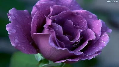 Фото пурпурной розы в формате webp - красиво и стильно