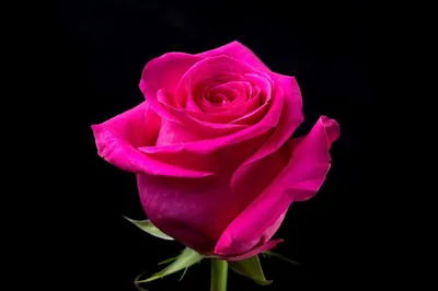 Снимок прекрасной пурпурной розы для загрузки