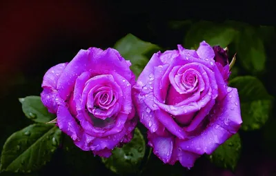 Пурпурная роза: изображение для скачивания