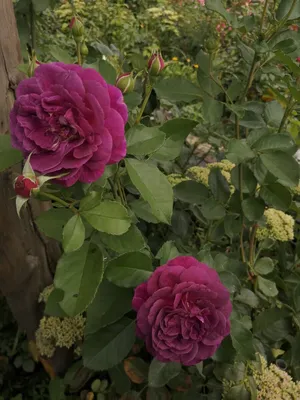 Изысканная пурпурная роза на фотографии: jpg формат