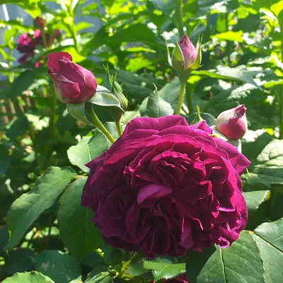 Пурпурная роза в стиле webp: изображение с эффектом
