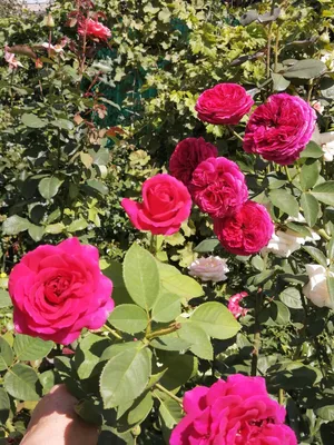 Фото пурпурной розы - вдохновение и красота