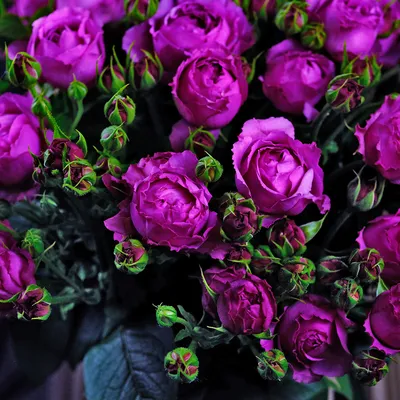Фотка пурпурной розы - совершенство в каждой детали