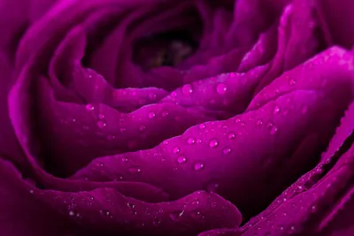 Красота природы: фотография пурпурной розы