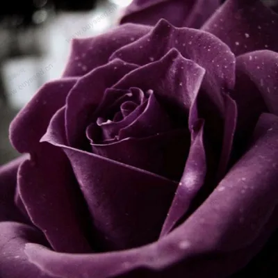 Уникальное изображение пурпурной розы