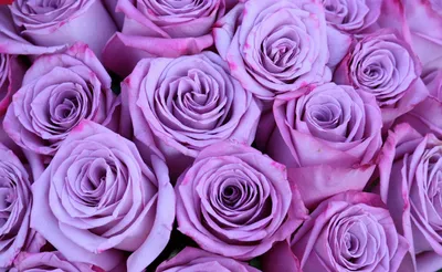 Изумительное изображение пурпурной розы: webp