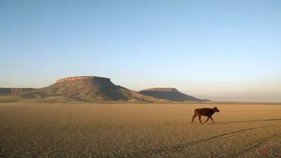 Исследуйте красоту пустыни Австралии через фотографии
