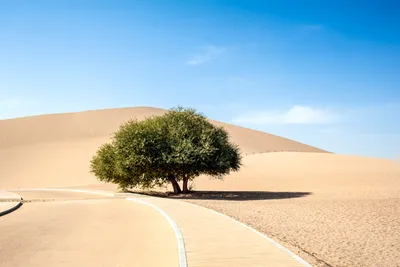 Фотографии Пустыни Гоби для скачивания бесплатно