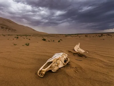 Исследуйте загадочную пустыню Гоби через фотографии