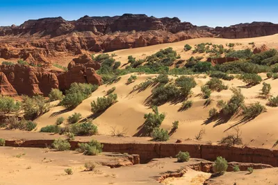 Откройте для себя пустыню Гоби через фотографии