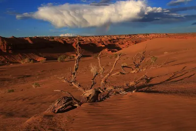 Фото пустыни Гоби 4K 2024 года