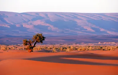 Фото пустыни в формате WebP для бесплатного скачивания