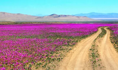Пустыня Атакама: фотографии, которые заставят вас восхититься ее красотой