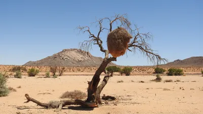Пустыня Калахари: красота и загадочность